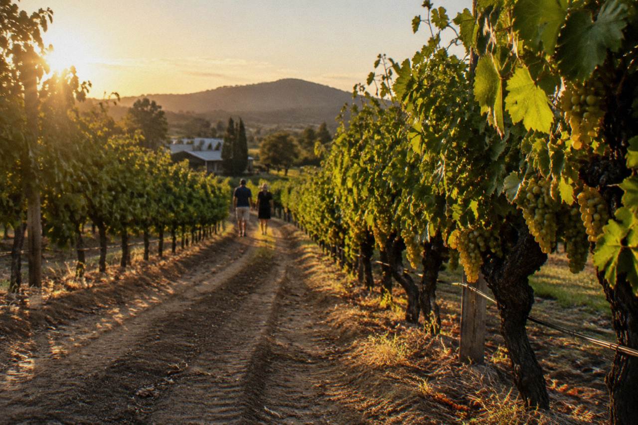 Rows of grapevines in the Hunter Valley at golden hour with a dirt track between them