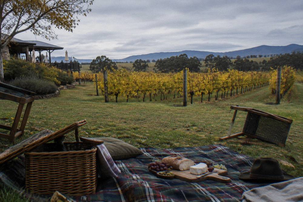A picnic hamper with bread, cheese and grapes spread on a rug beside vineyards