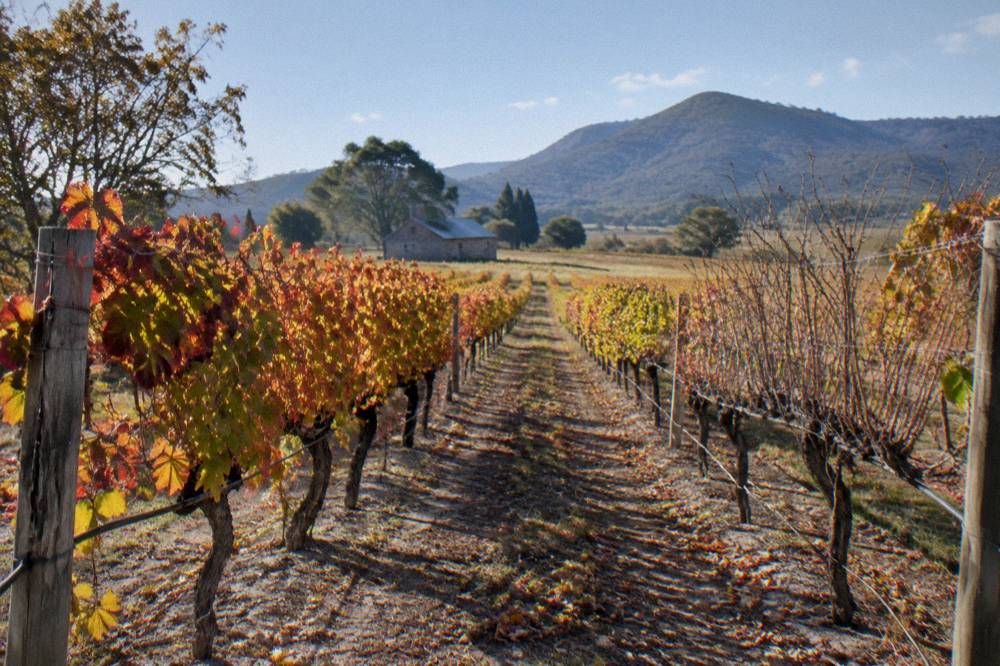 Autumn vineyard rows with orange and red leaves under a clear sky