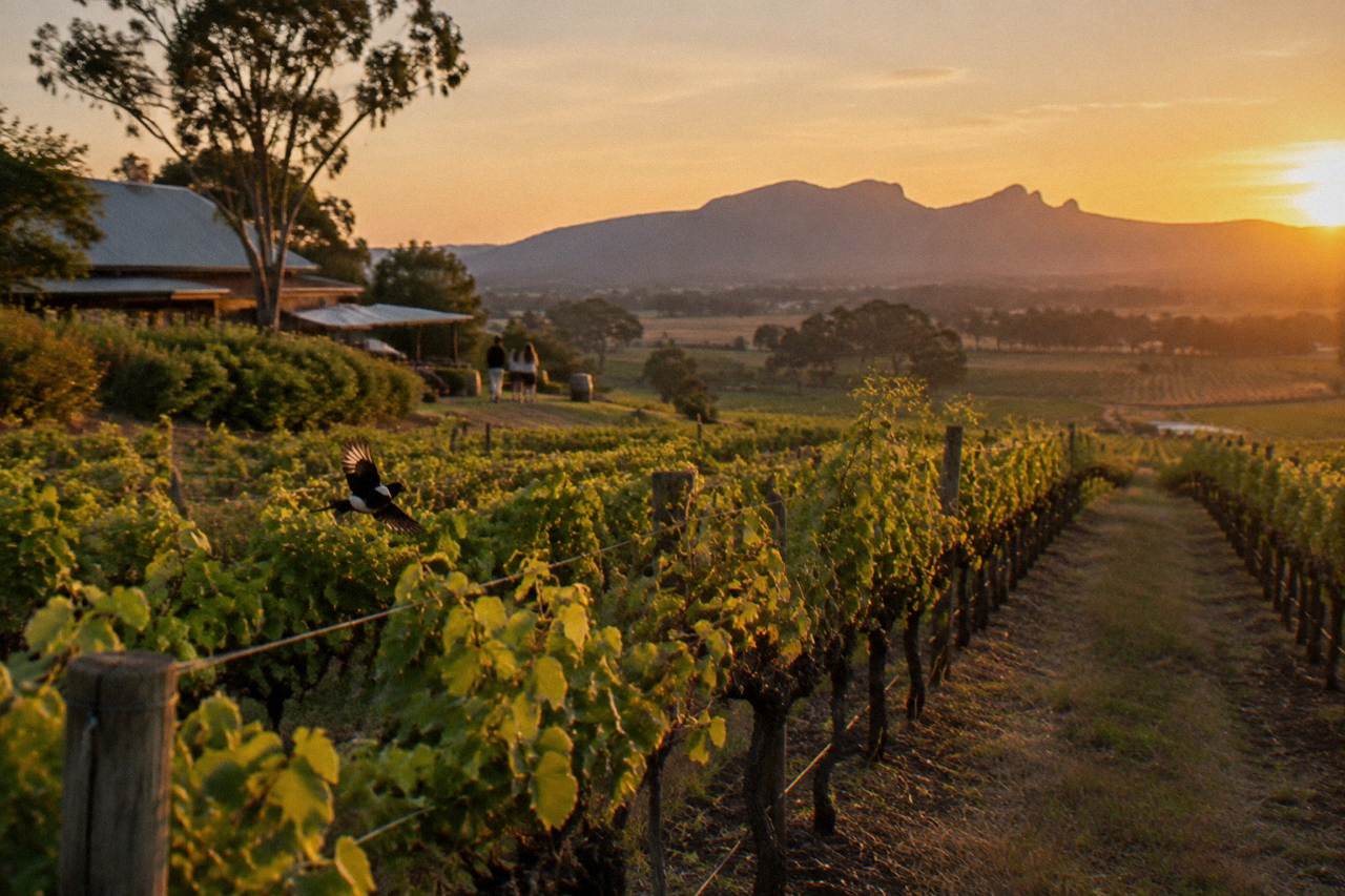 Vineyard rows rolling toward low hills at golden hour in the Hunter Valley