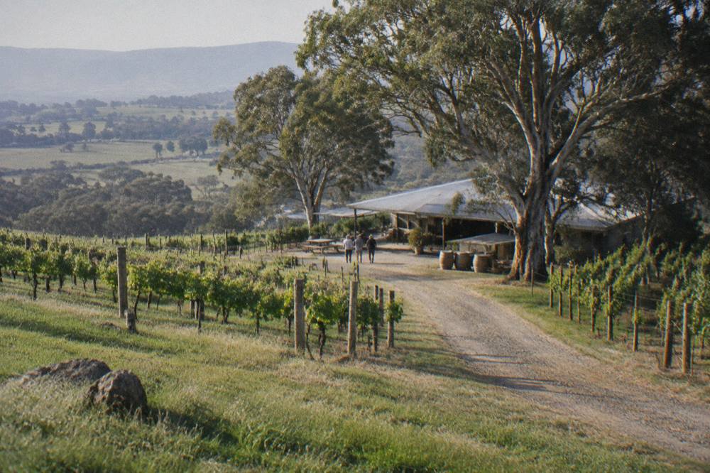 A gravel lane between vineyard rows leading toward a cellar door building among gum trees