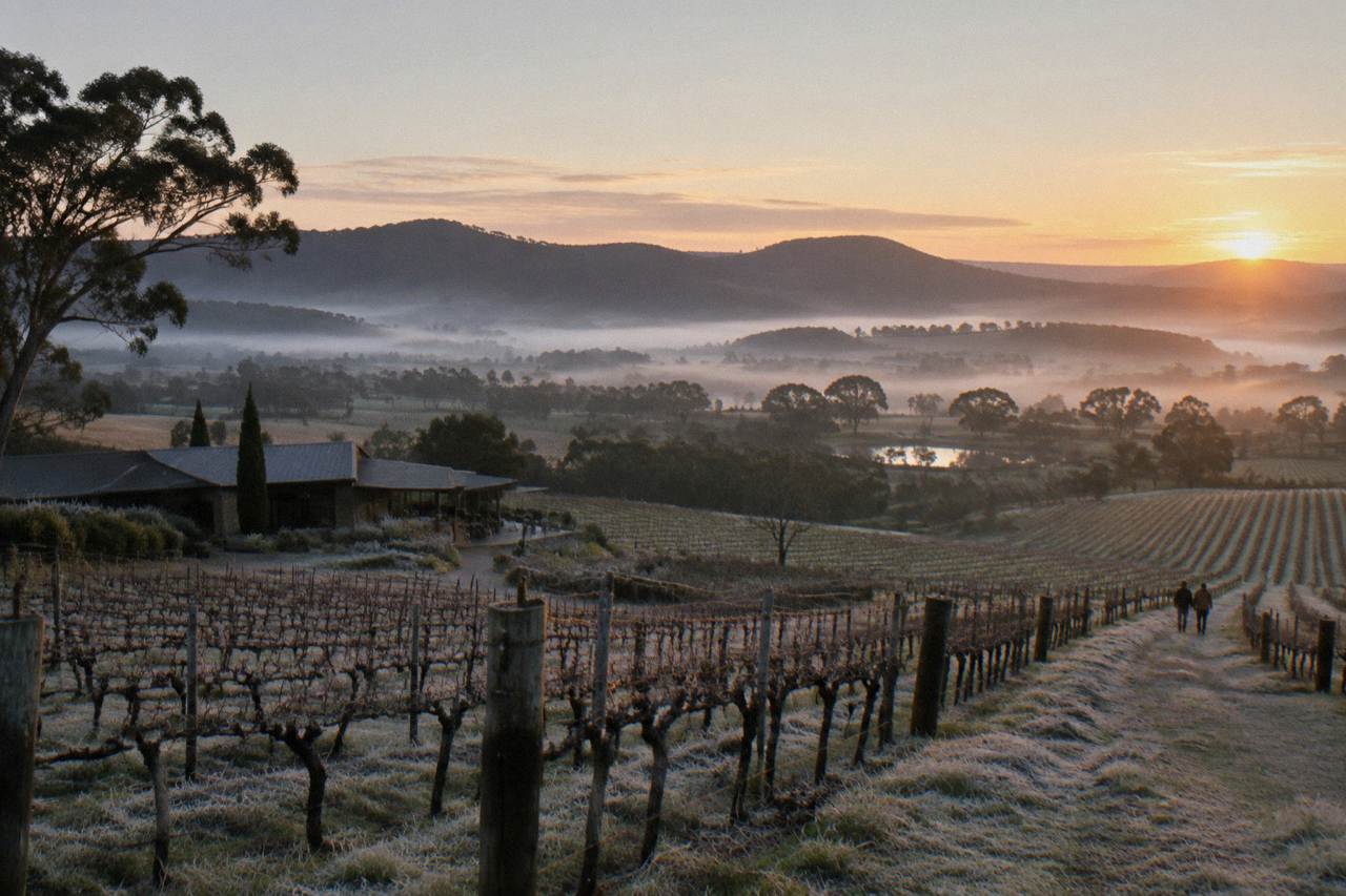 Rows of grapevines in the Hunter Valley at morning with low mist over the hills