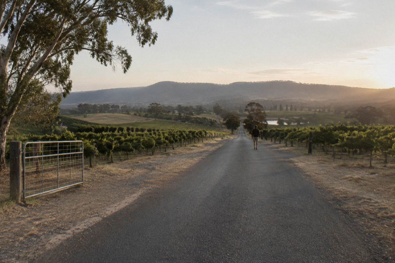 A quiet country road lined with vineyard rows in the Hunter Valley at late afternoon