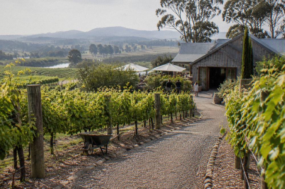 A gravel path winding between neat vineyard rows toward a rustic cellar door building