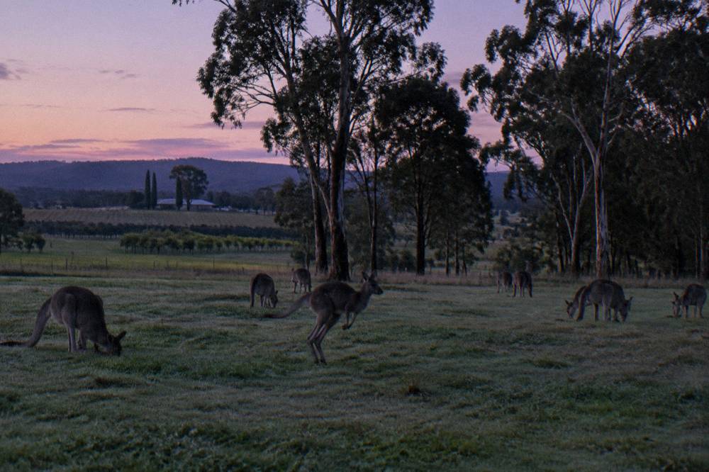 Open grassland at dusk with a mob of kangaroos grazing near treeline