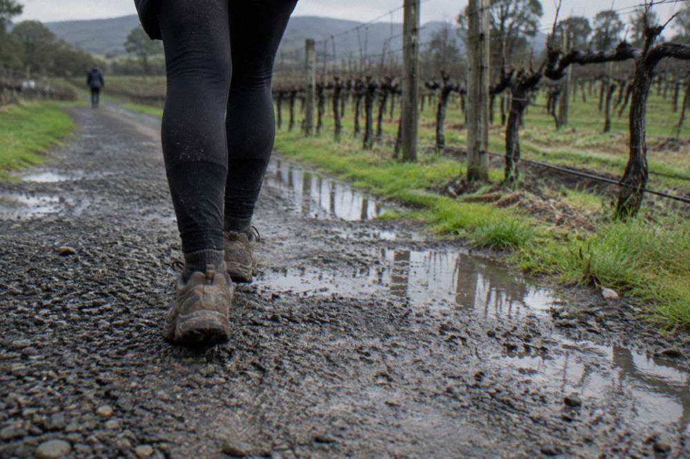 A pair of walking shoes on a gravel path between vineyard rows