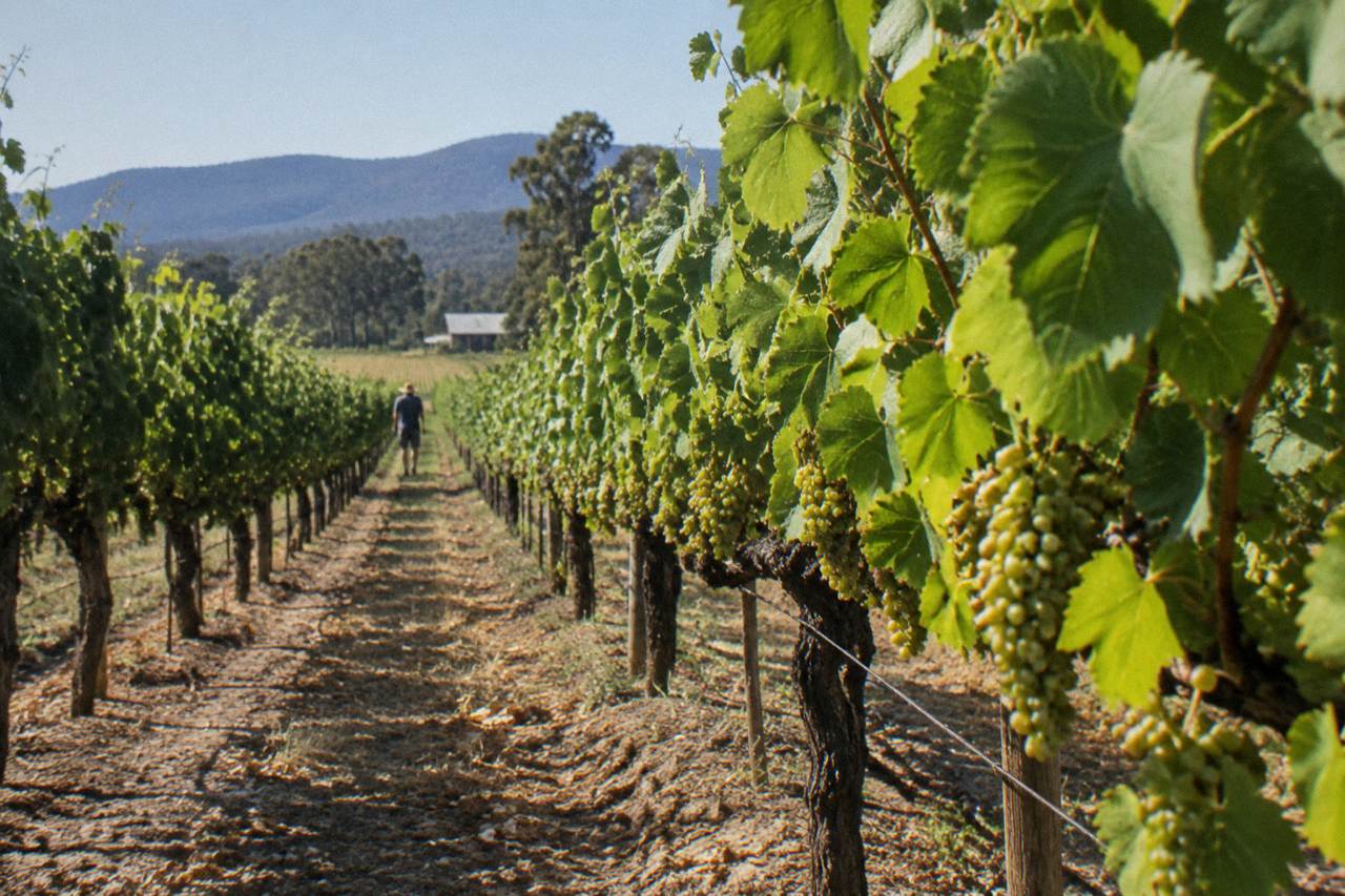 Rows of grapevines in the Hunter Valley under a clear morning sky